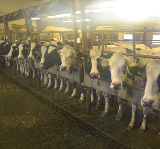Create the perfect environment for your dairy cattle: Part 12 Interior ...