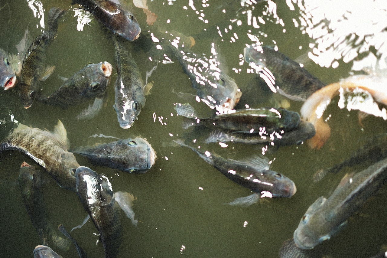 Grow your fish with Novatek Simple pre-requisites to a successful  aquaculture season – ProAgri Media