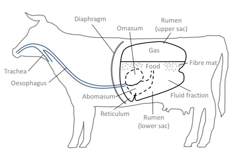 Volvulus In Ruminants Livestock diseases to look out for in summer – ProAgri Media