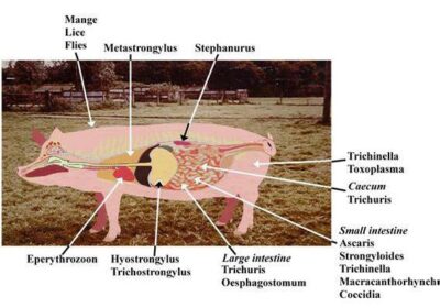 Pig Rash Pig production guide – Part 3: Preventing and treating diseases in ...