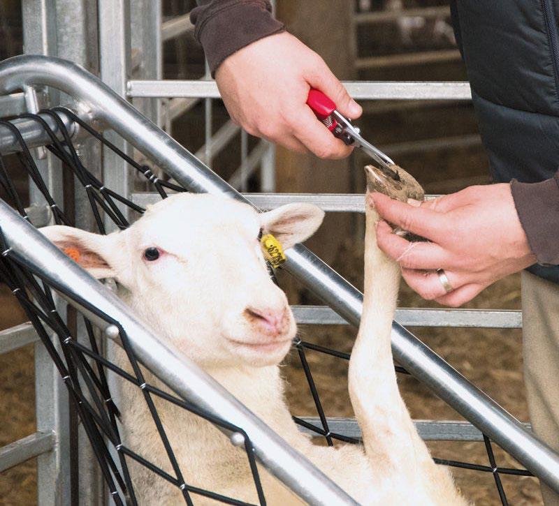 Sheep Farming Made Easy Part 8 Sheep Handling Equipment And 