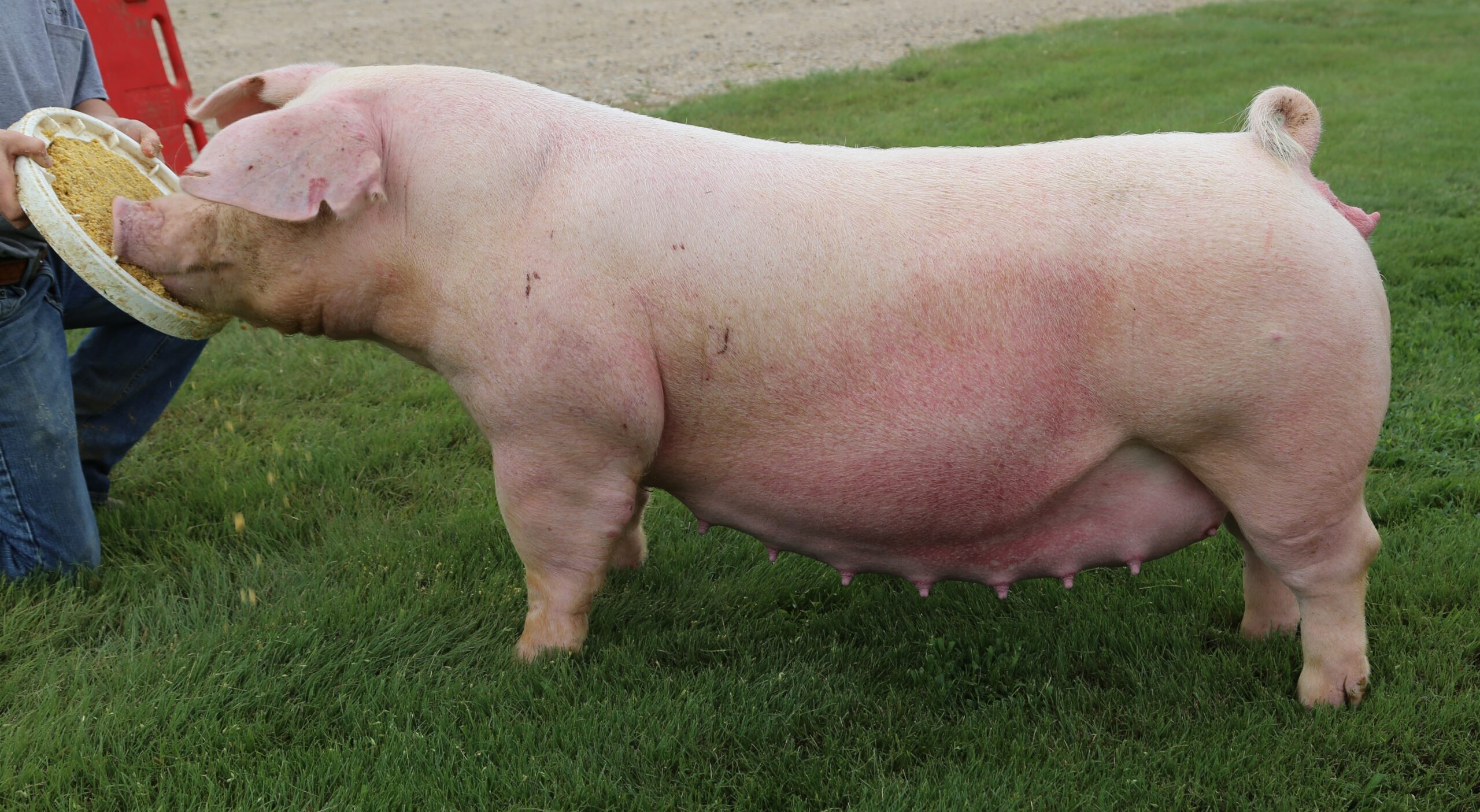 Landrace sow ProAgri Media
