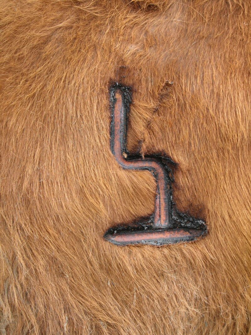 Livestock branding part 3: Hot branding – ProAgri Media