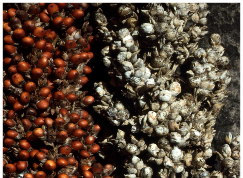 Micro Grains Example Production guide for small grains in Africa part 4: Pest and disease ...